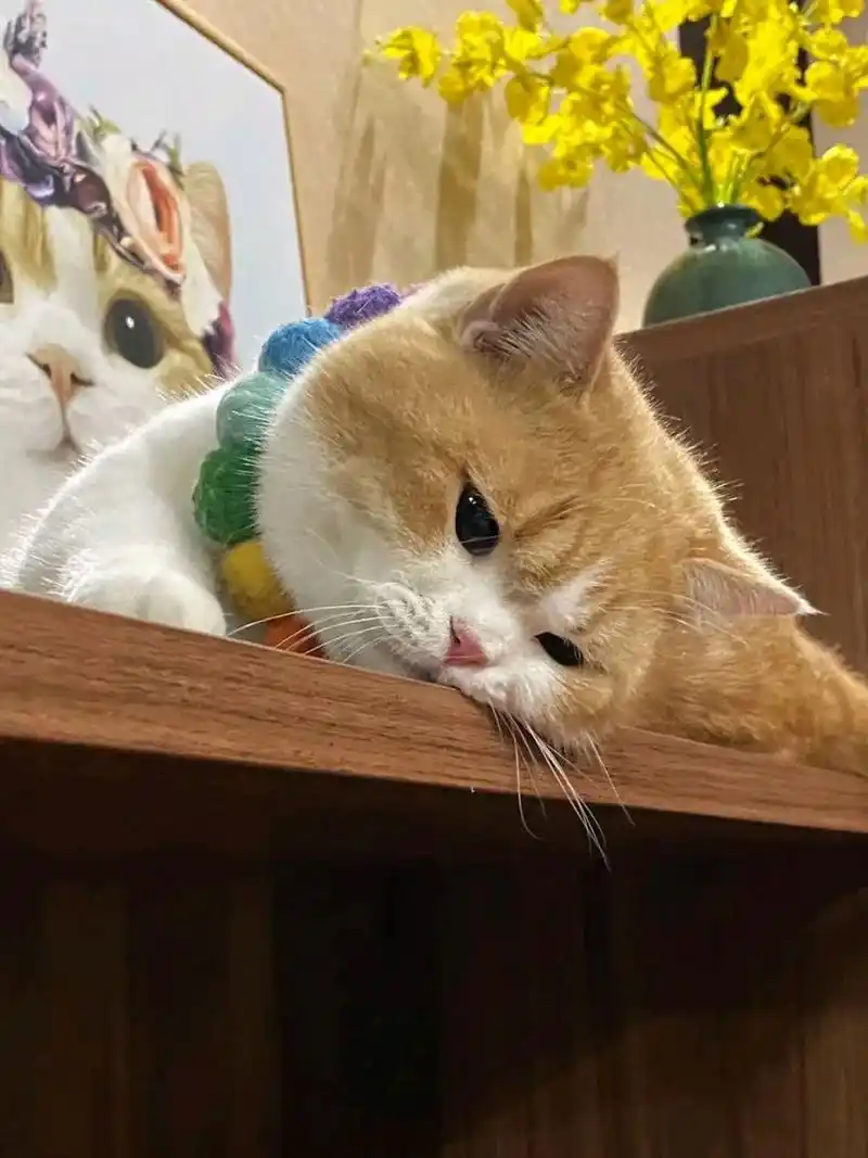 楼下搬来一只漂亮小猫,臭臭望眼欲穿!