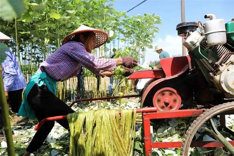 近日,分宜县双林镇集贤村苎麻基地里麻农正在操作剥麻机有序剥麻.