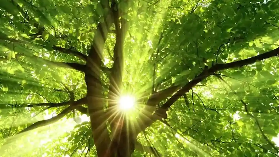 联通在线沃音乐启动8k竖屏超高清《雨林之子》系列视频彩铃专题,将