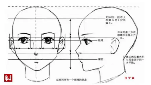 动漫人物五官比例怎么确定五官比例画法教程