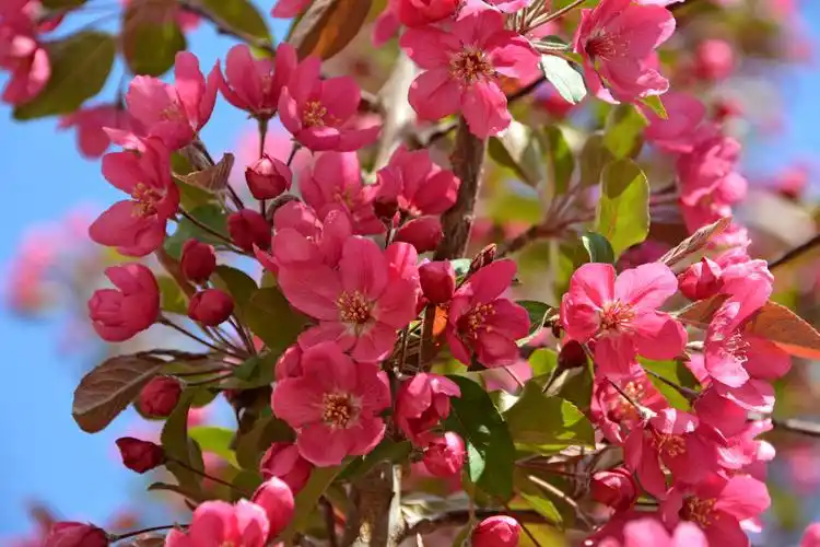 北美海棠花,原创拍摄