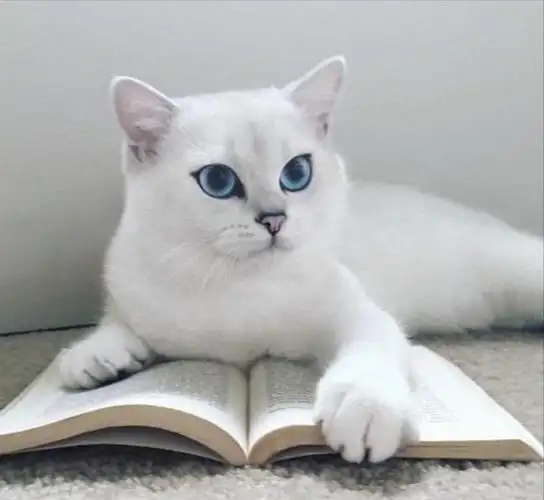 这只美喵名叫coby,被外国网友称赞有"最漂亮的眼睛".
