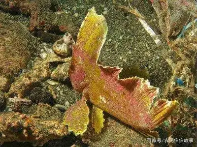 枯叶鱼像一片片枯树叶,凭着自己独特的伪装术麻痹敌人袭击猎物!