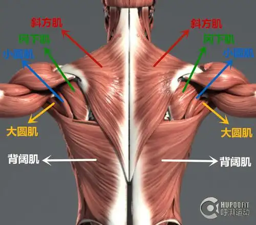 back-20 轰炸背阔肌的20个动作