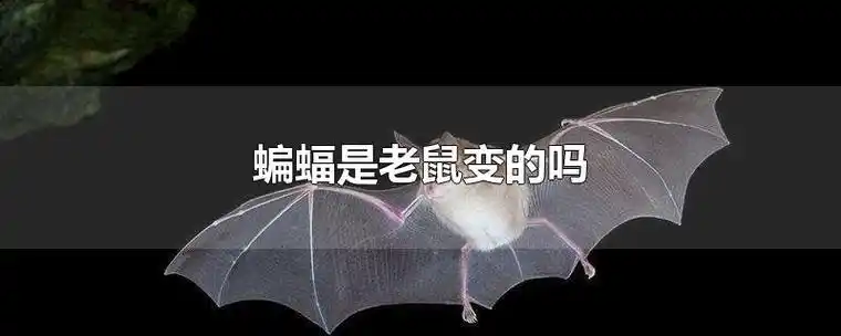生活小常识蝙蝠是老鼠变的吗
