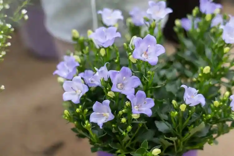 丹麦风铃草的养殖方法和注意事项