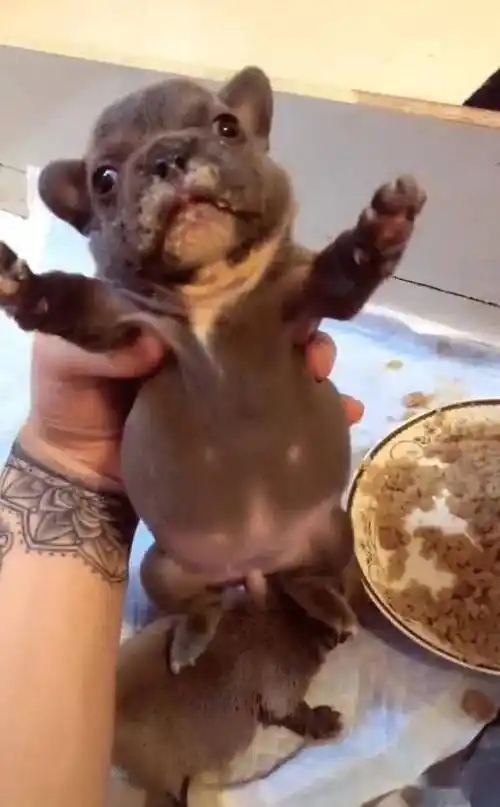 小狗吃饭肚子撑大,主人一手抓起来瞧,大得像个圆盘!_狗狗