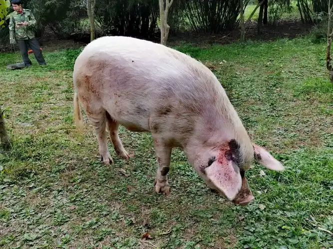 汶川地震幸存的"猪坚强",由专人饲养,仍潇洒地活着.