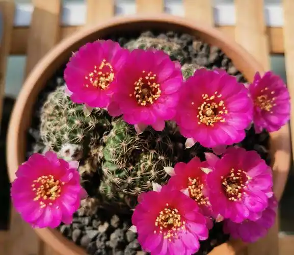 喜欢养仙人球,就选"阳春丸",颜值高,好打理,每年开花好多次_品种_球体