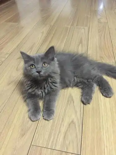 深圳宝安家养长毛英短蓝猫急出1000内三位数