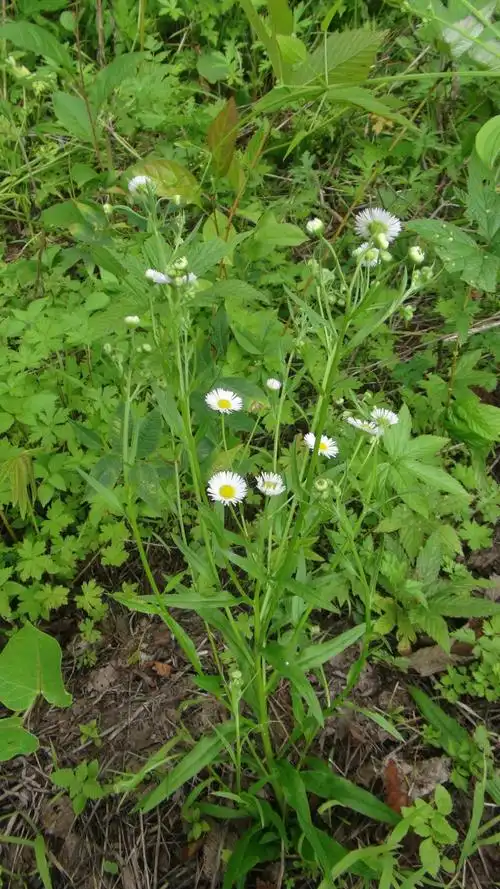 href="#" data-lemmaid="2931452">飞蓬属 /a>植物