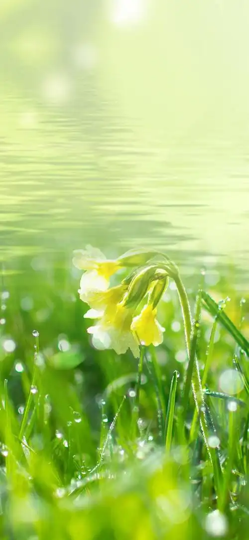 高清手机壁纸‖护眼绿植-世界那么赏心悦目,一定要爱护好眼睛哦