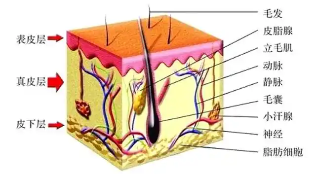 一个毛囊能长几根头发毛囊的结构是什么样子