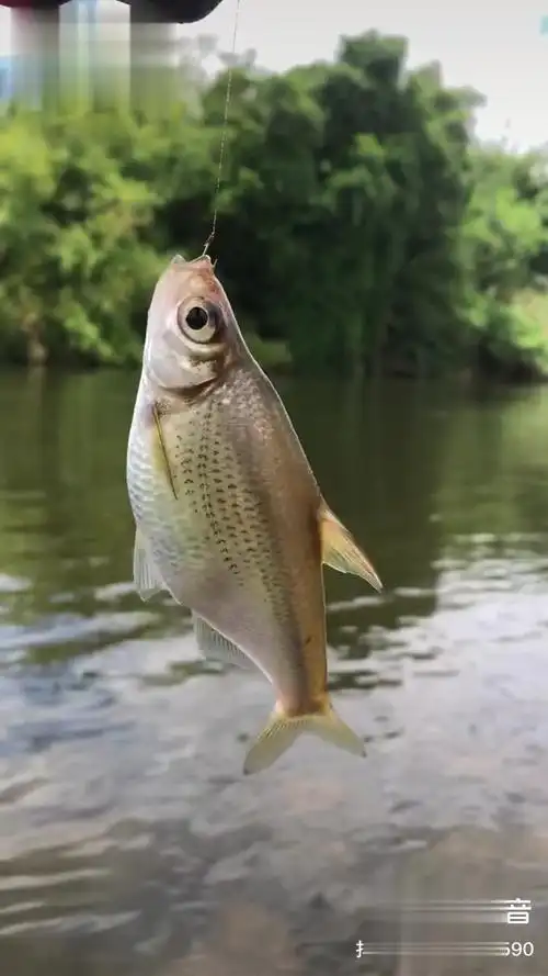 路亚没口的时候玩溪钓海南华鳊!