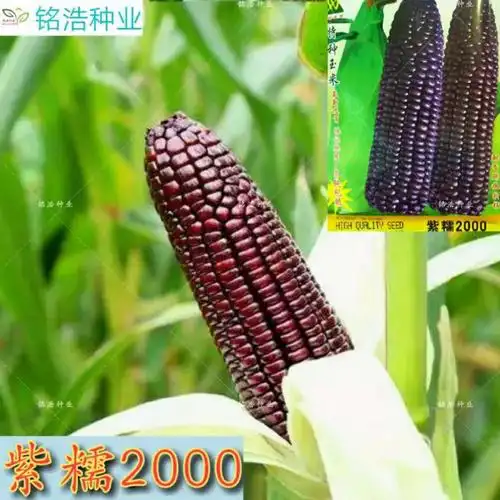 玉米种子紫糯2000玉米紫甜糯甜糯玉米种子高产春夏季黑紫糯玉米籽 紫