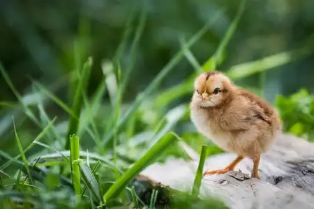 唱歌的小鸡小鸡在草地上照片