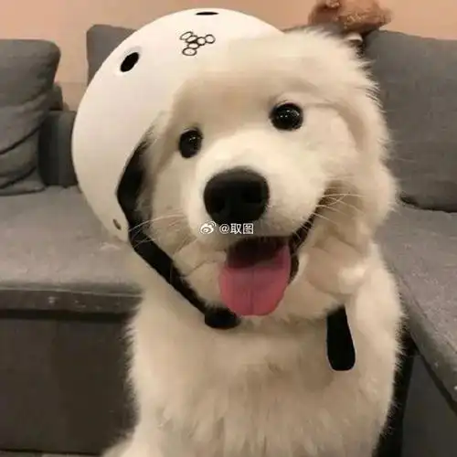 【图片编号 5543】超萌小猫小狗头像