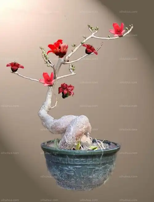 木棉图片_盆景的木棉图片大全 - 花卉网