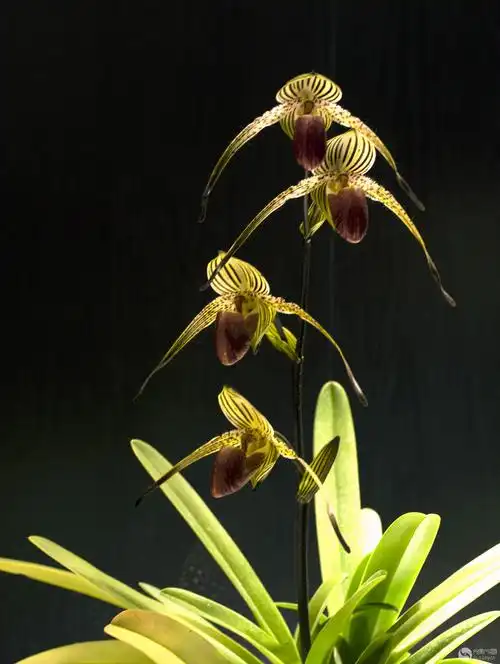 国王兜兰摆俊俏