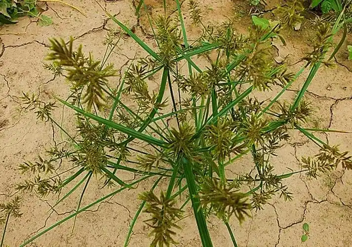 日月峡中草药三楞草