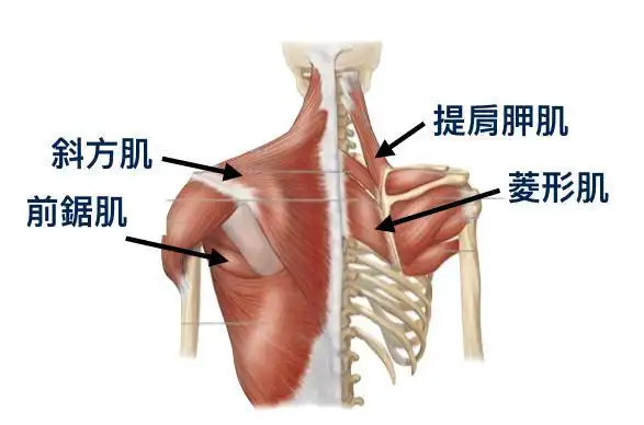 颈肩酸痛的根源_肩胛骨