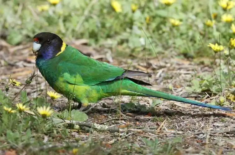 p>澳大利亚环颈鹦鹉(学名: i>barnardius zonarius /i>):是鹦鹉科