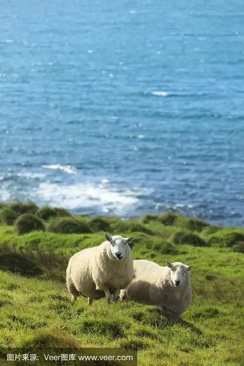 两只羊看着照相机.