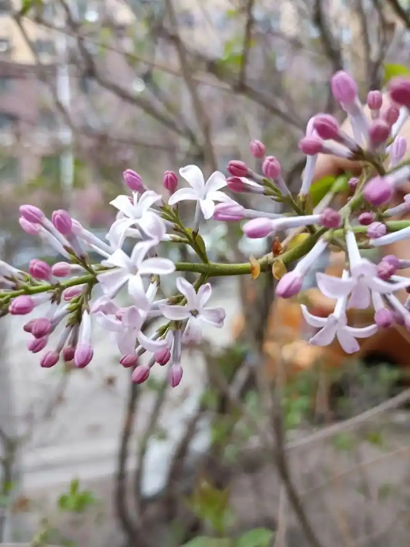 冰城从四月末起,丁香花就开始绽放.丁香花是哈 - 抖音