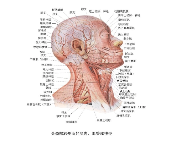 面部肌肉解剖基础