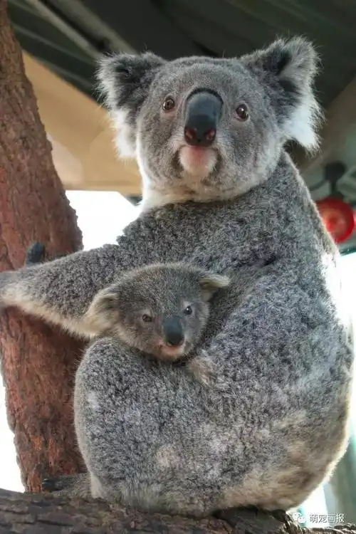 世上只有妈妈好,有妈的考拉像块宝