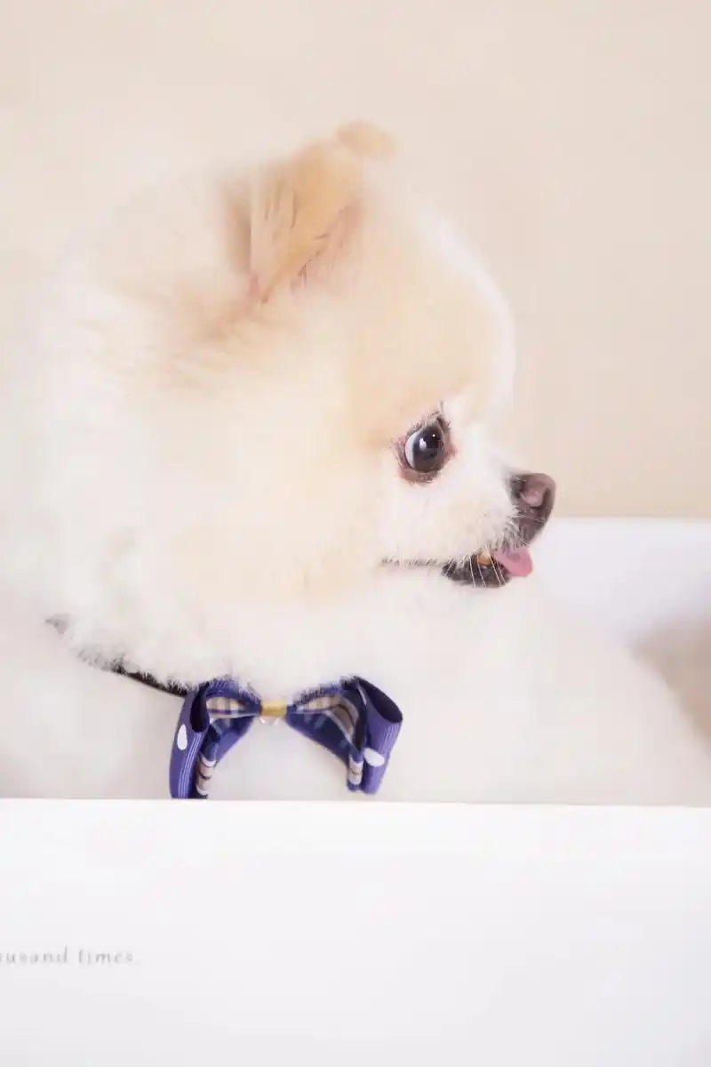 可爱小狗.#萌到爆炸了99  可爱的小狗狗写真!是一只小博 - 抖音