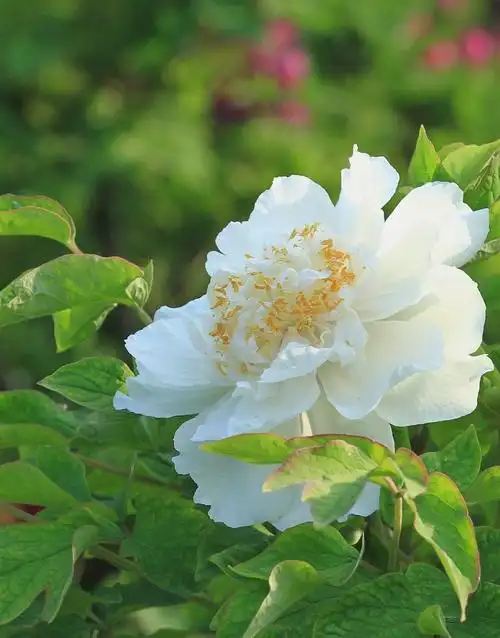 其它 白牡丹 写美篇牡丹,花开无声,花落无息,鲜艳的花瓣落入泥土,或被