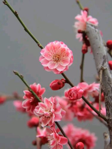 原生金钱绿萼梅红须朱砂梅龙游梅曹王黄香梅