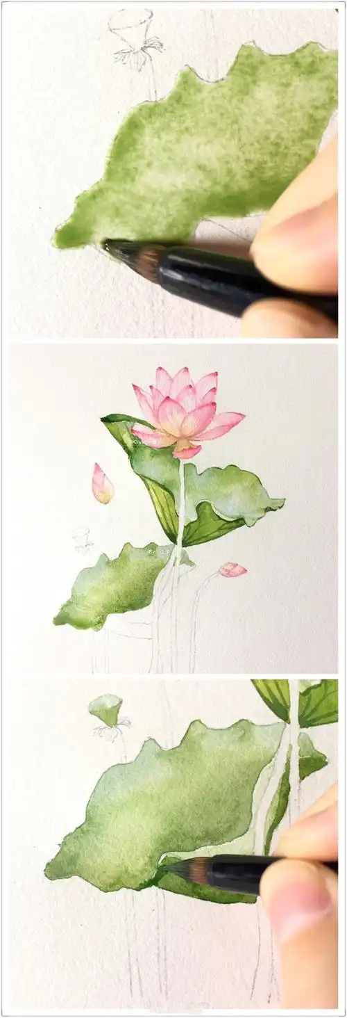 水彩画荷花教程:水彩荷花画法步骤