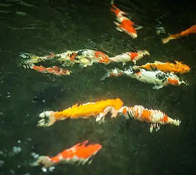 锦鲤,鱼,游动,水塘