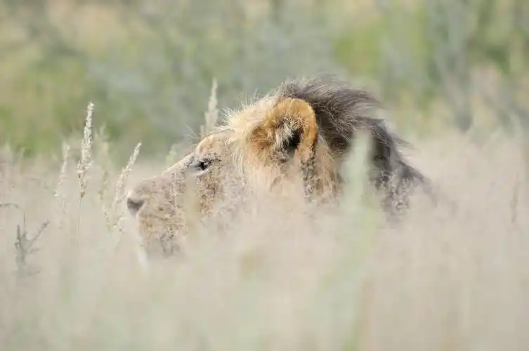 2 喀拉哈里沙漠雄狮