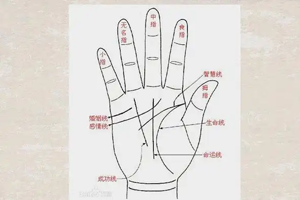 生命线短寿命就短吗生命线短代表什么