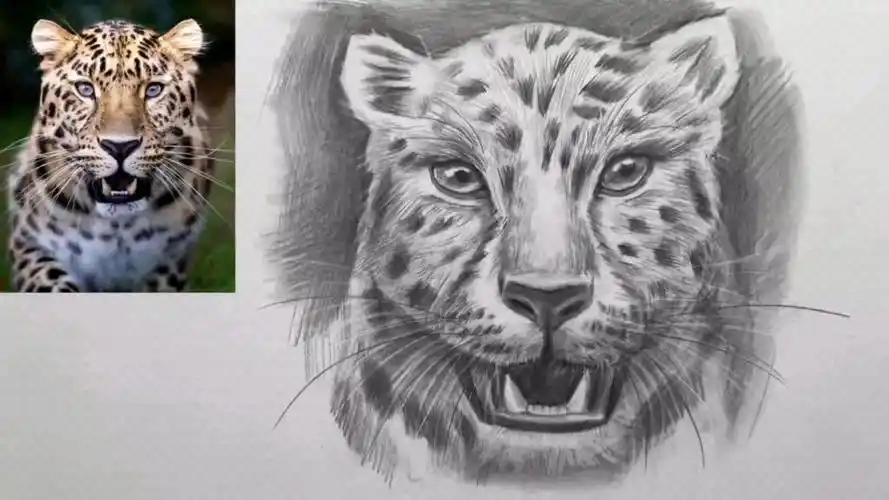 简单易学的素描动物花豹画法