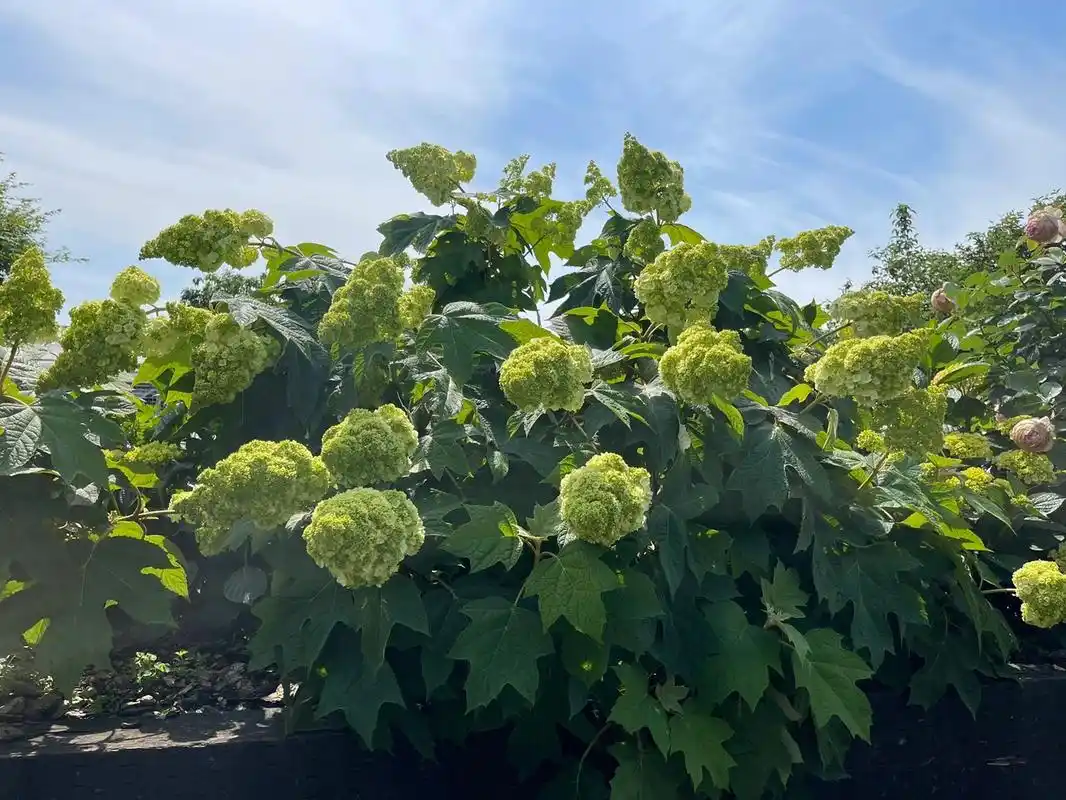 栎叶绣球."和声" 马上就到了绣球的季节了,栎叶绣球争相开放