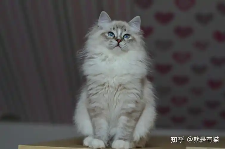 重点色布偶猫图片大全重点是布偶猫高清壁纸