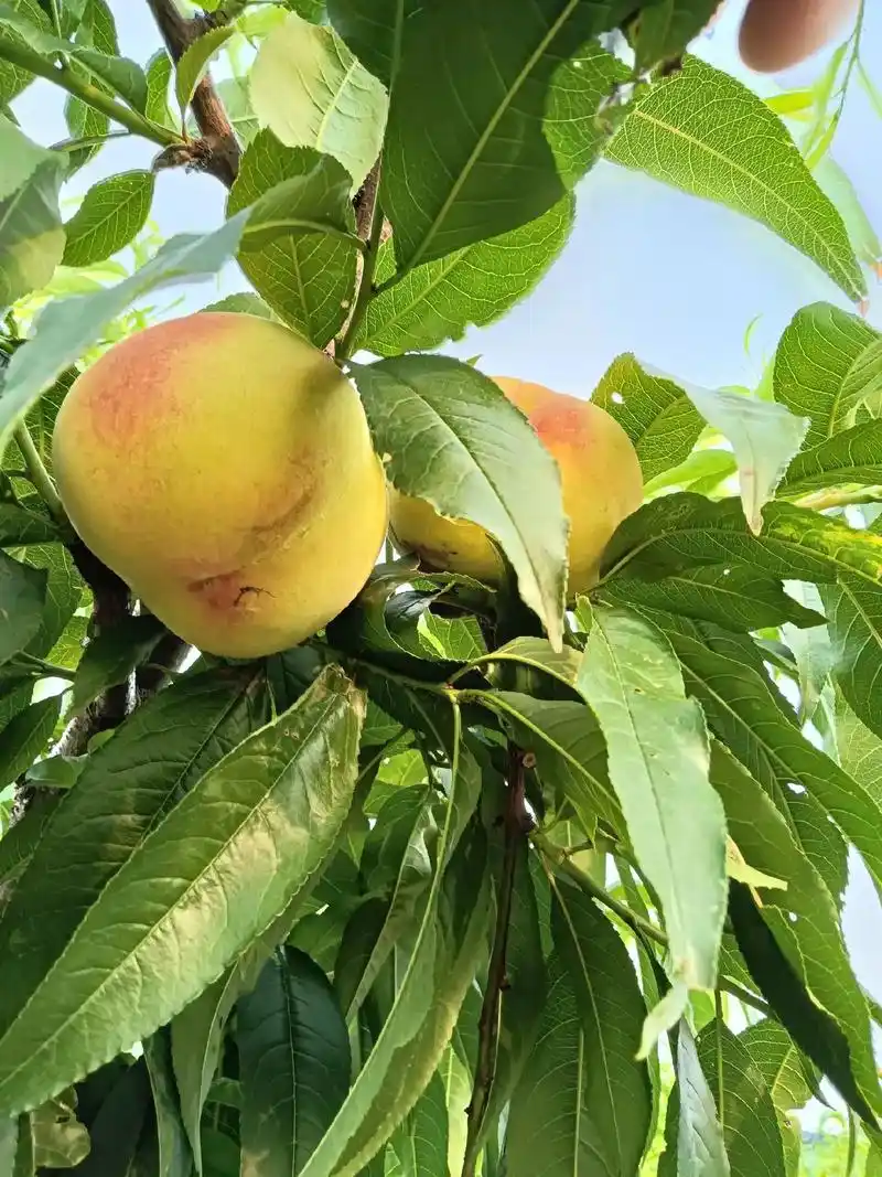 欢迎来我家黄桃园做客#原生态水果 - 抖音