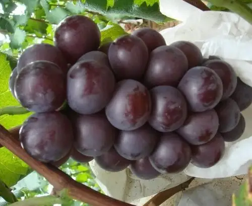 供应乒乓球葡萄 水果团购批发