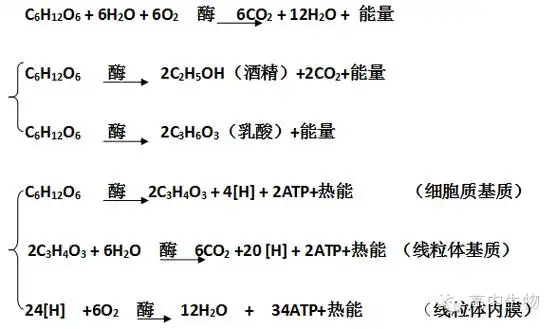 高中生物所有反应方程式大总结