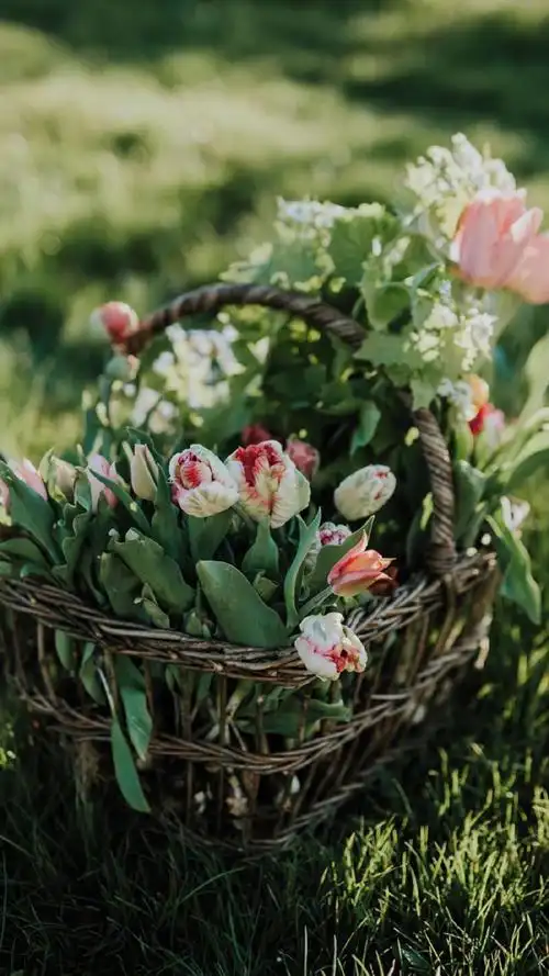 清新唯美植物花卉图片手机壁纸