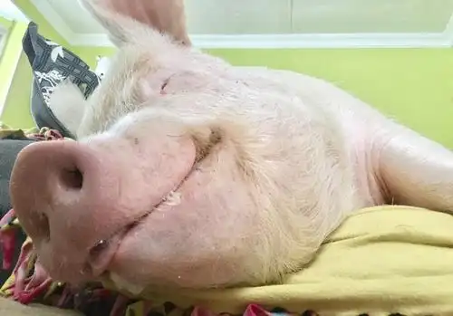 爱笑的猪运气都不会太差无论你胖成啥样我们都爱你