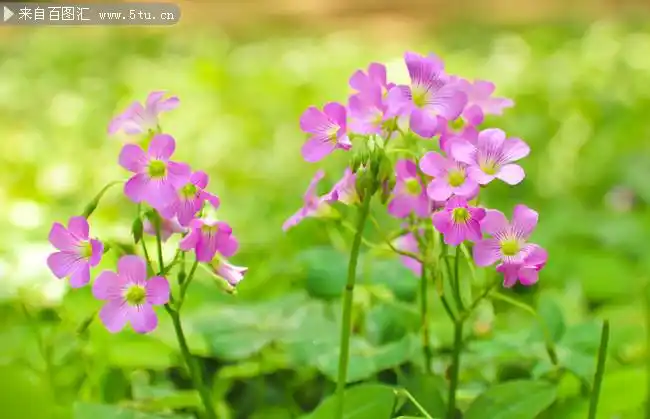 四叶草花朵图片素材