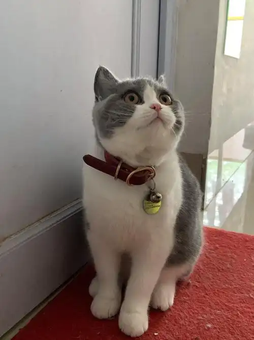 一只品相好的英短蓝白是什么样子的?