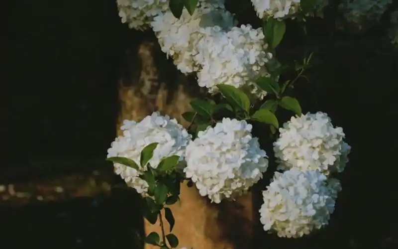 唯美小清新绣球花高清桌面壁纸