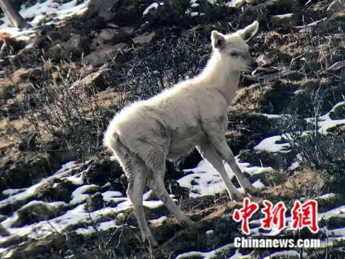 中国首次野外记录到马鹿白色型个体