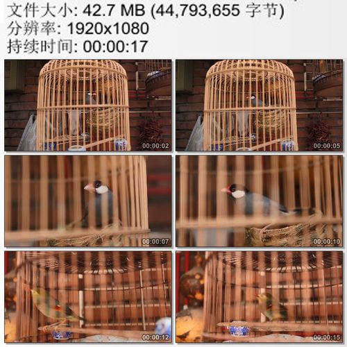 鸟笼子特写 笼中小鸟 高清视频素材
